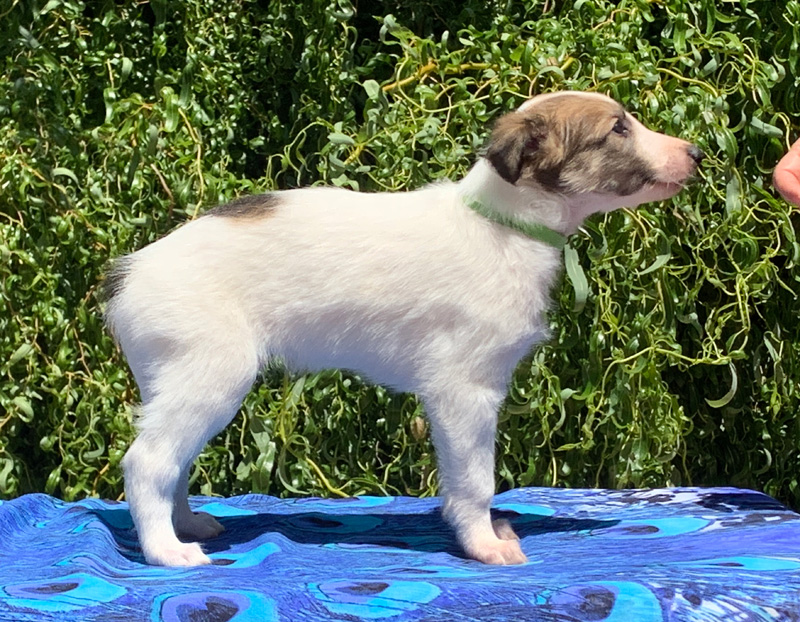 5 weeks - Boy 1 right